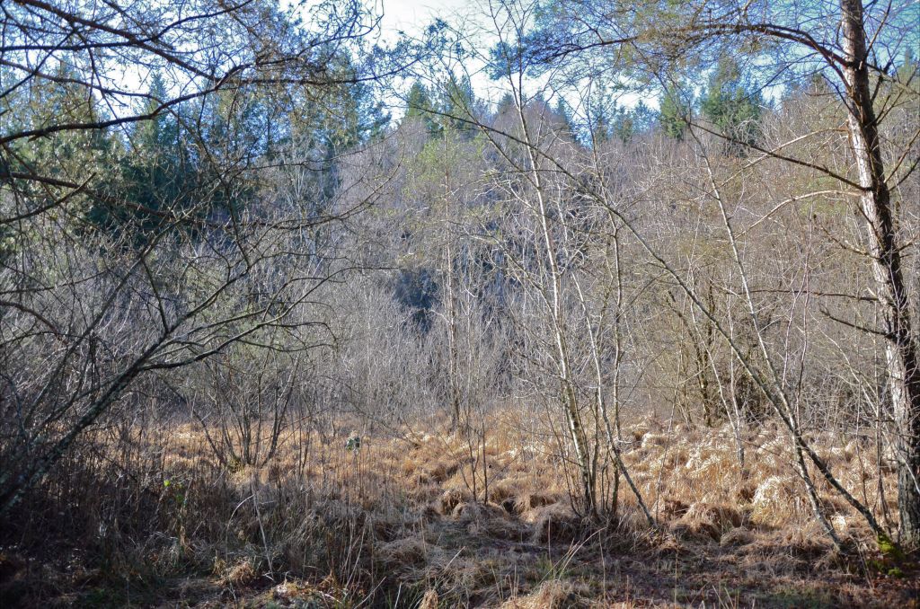 Field bécasse bretagne