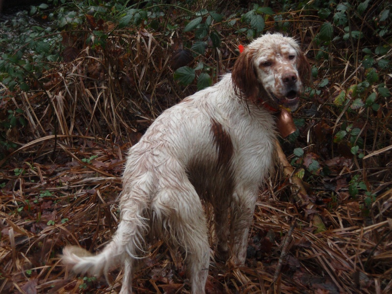 Chasse,entrainement