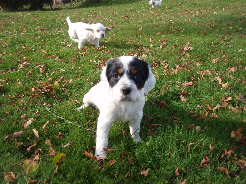 chiots/jeunes